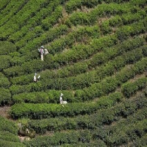 Cameron Highlands